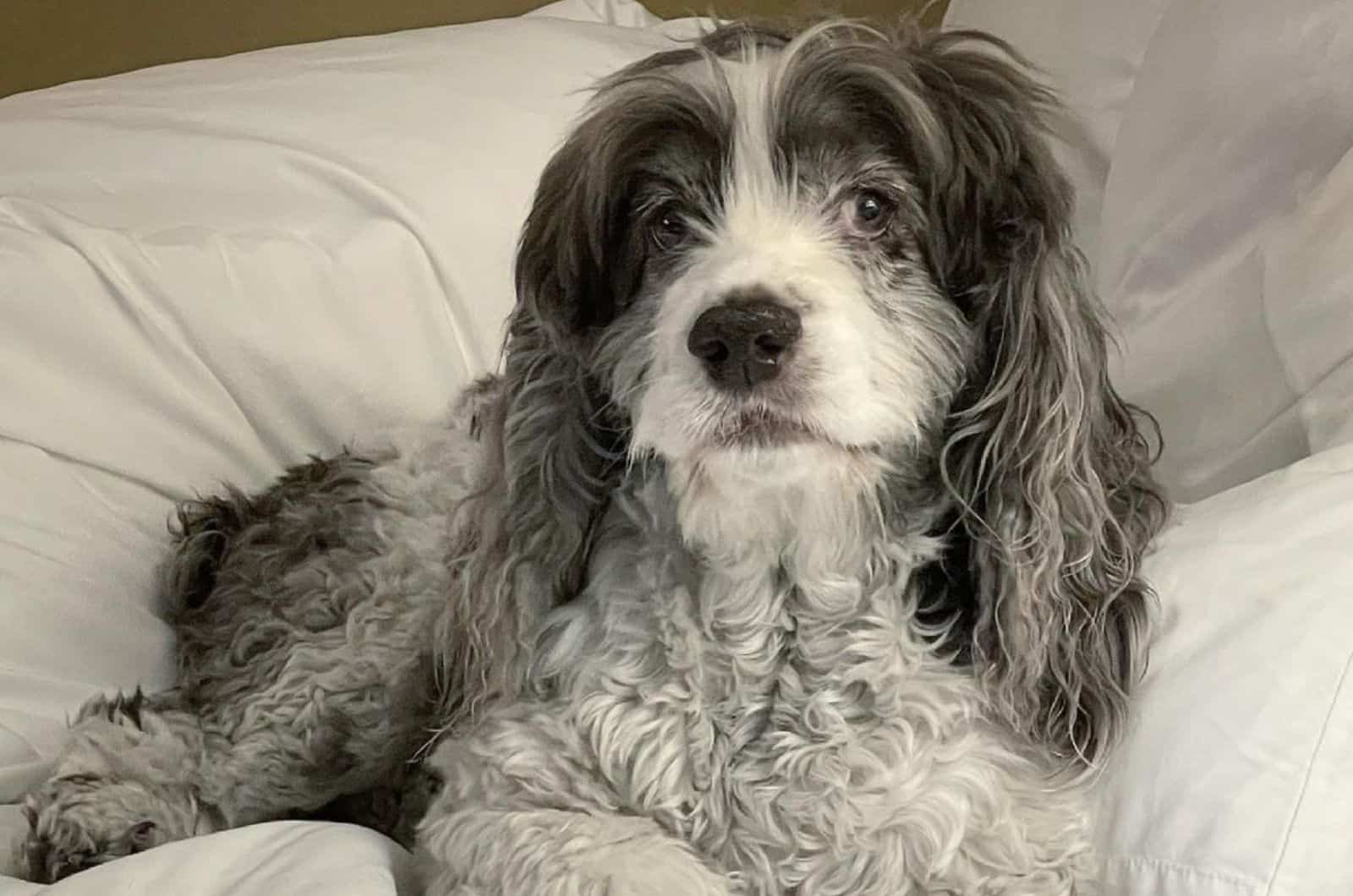 merle cocker spaniel dog