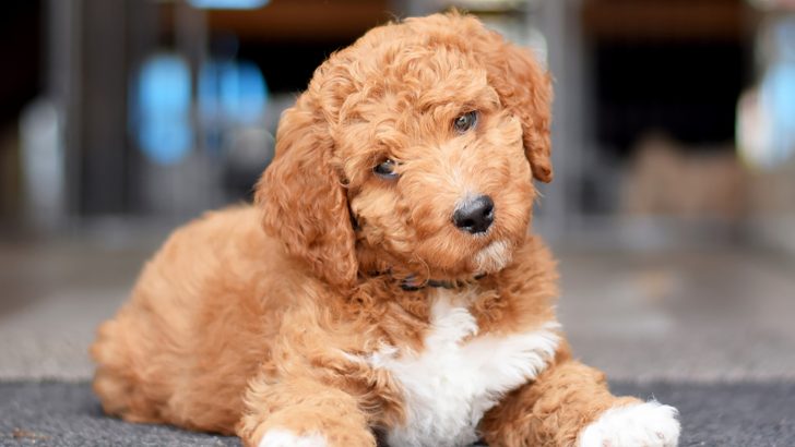 Mini Irish Doodle: A Small Hybrid With A Big Heart