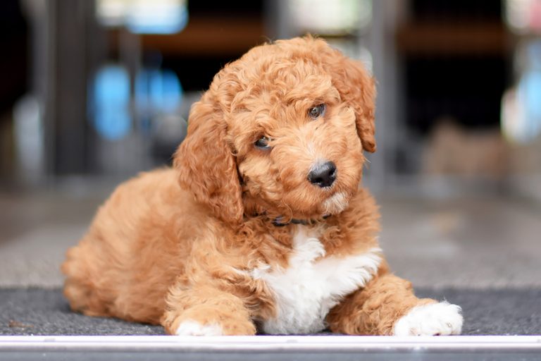 mini irish doodle puppy