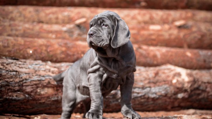 Neapolitan Mastiff Price – Big Fee For A Big Dog