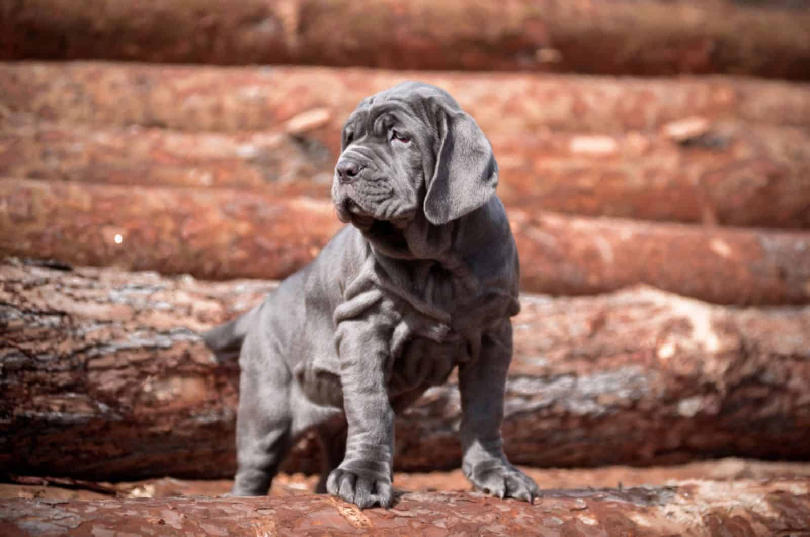 neapolitan mastiff puppy