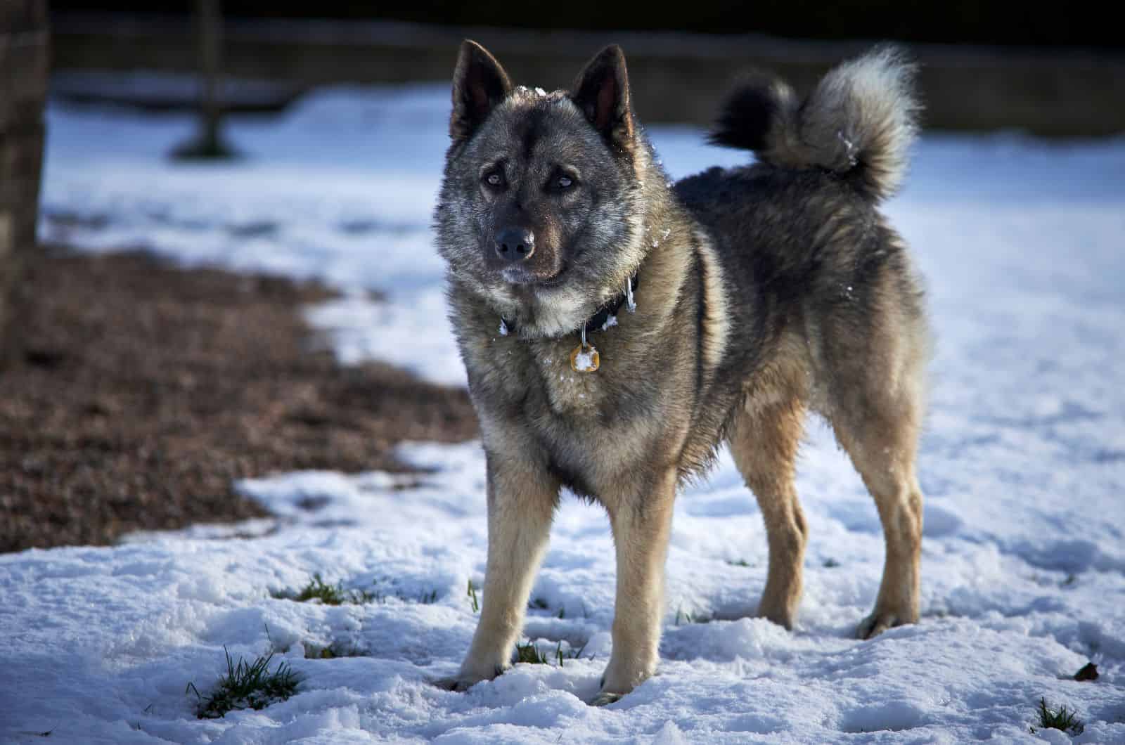 Norwegian Elkhound standing on snow