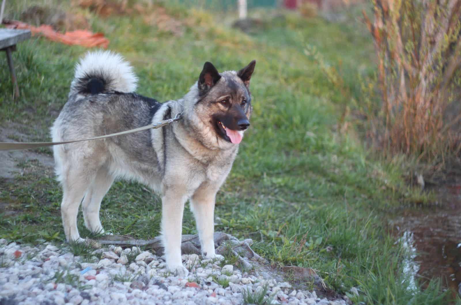 Norwegian Elkhound standing outside