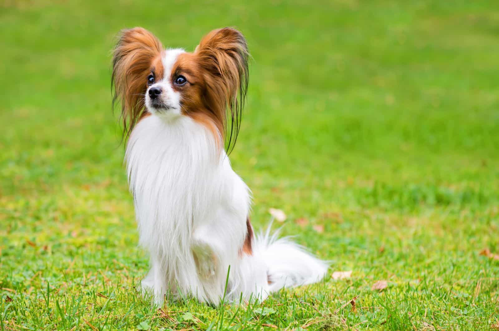 Papillon dog sitting on the grass