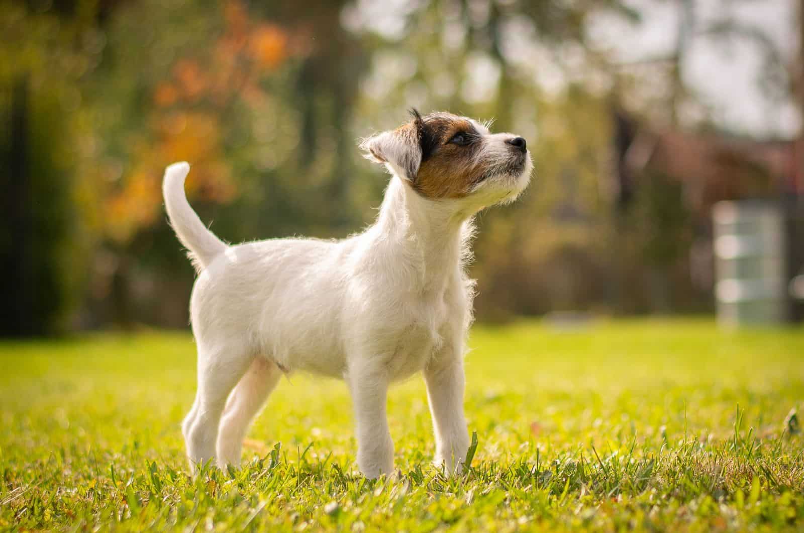 Parson Russell Terrier posing for camera while standing outside