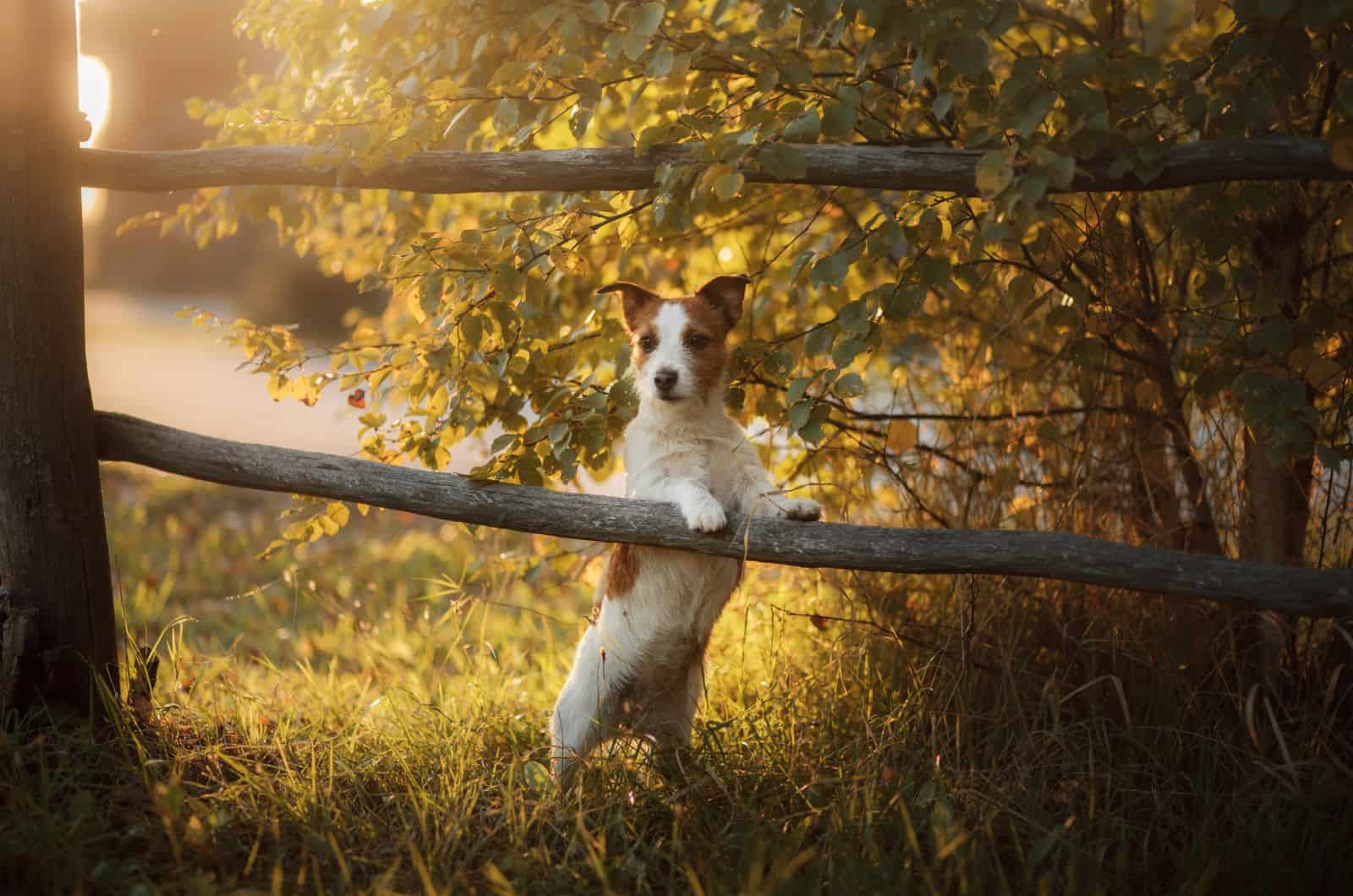 Parson Russell Terrier posing in woods