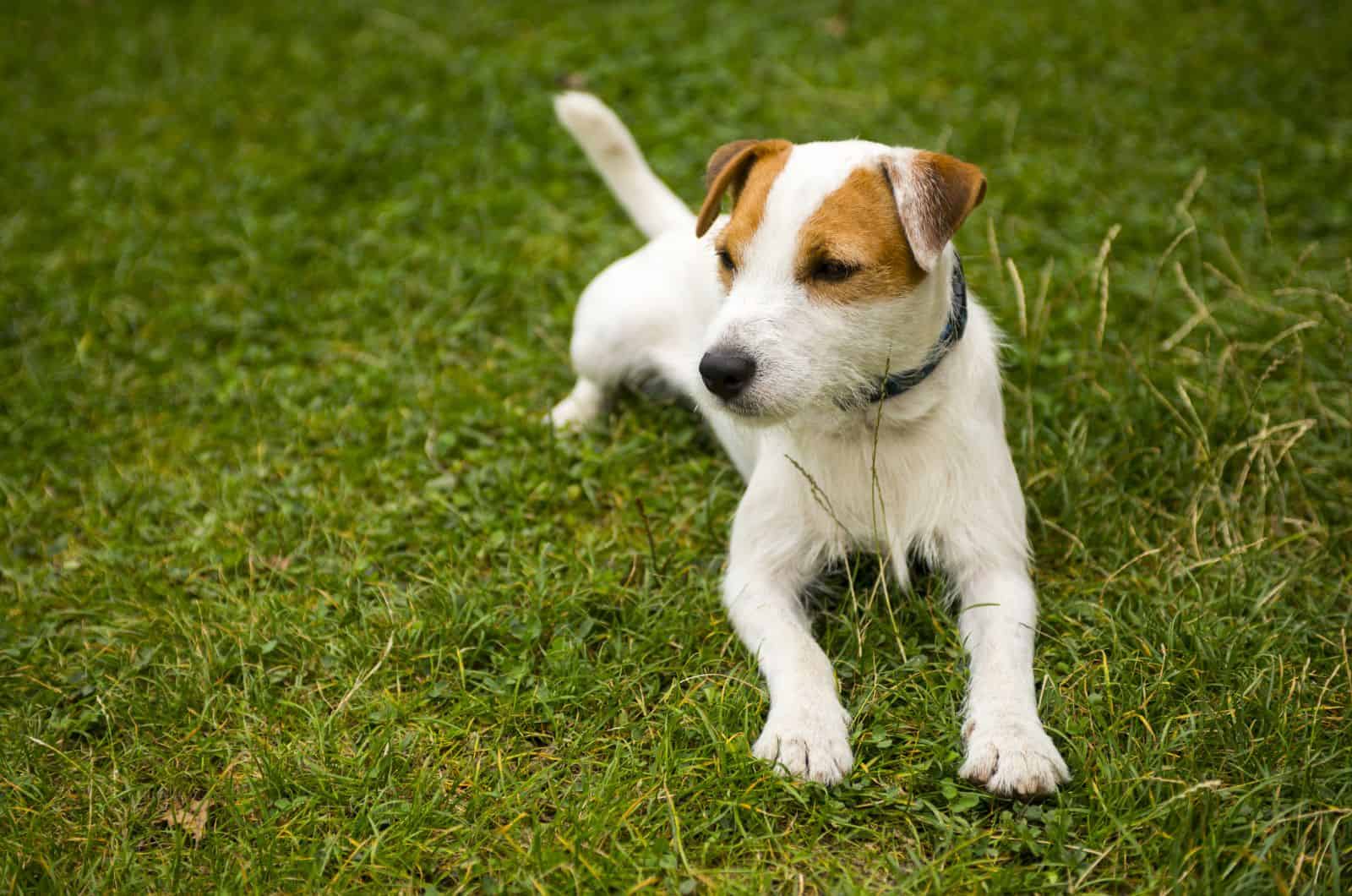 Parson Russell Terrier sitting on grass outside