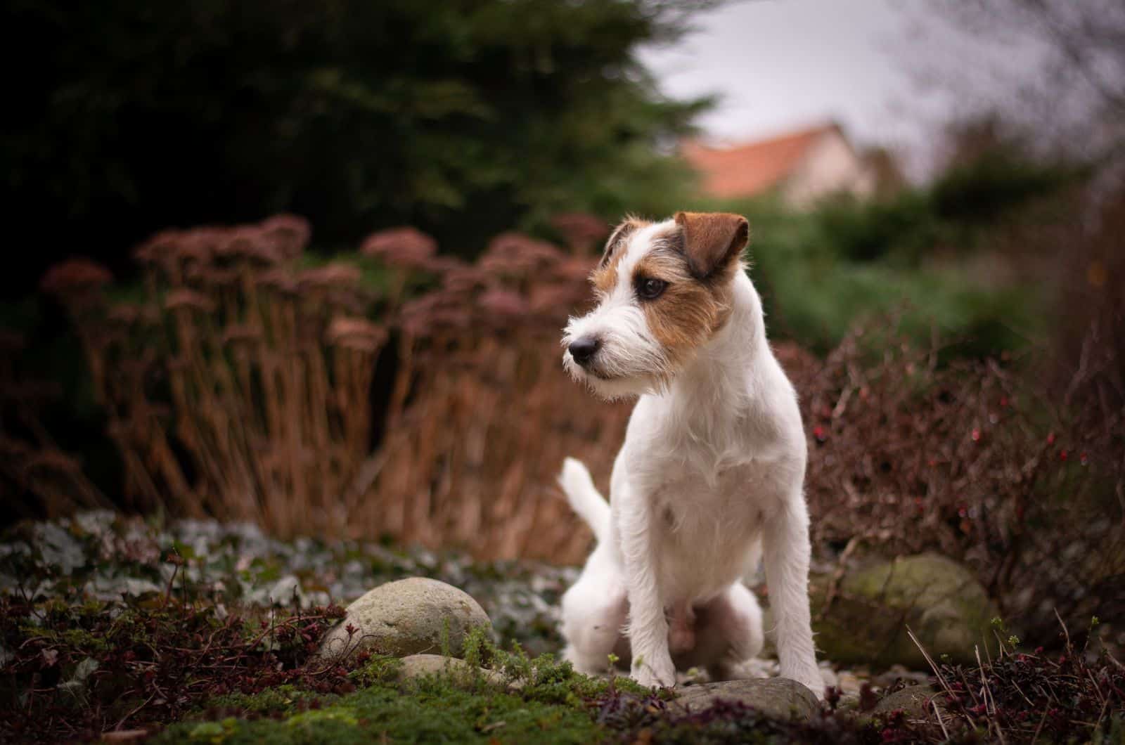 Parson Russell Terrier sitting outside
