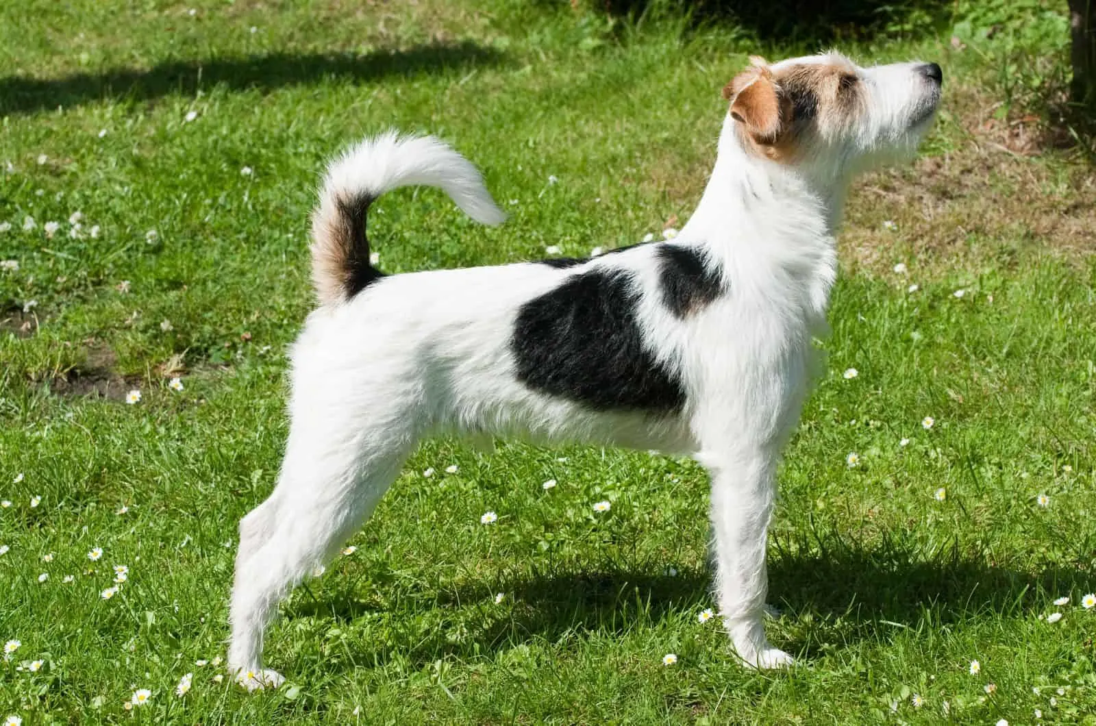 Parson Russell Terrier standing on grass outside
