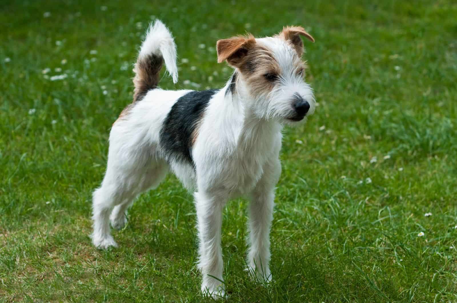 Parson Russell Terrier standing on grass