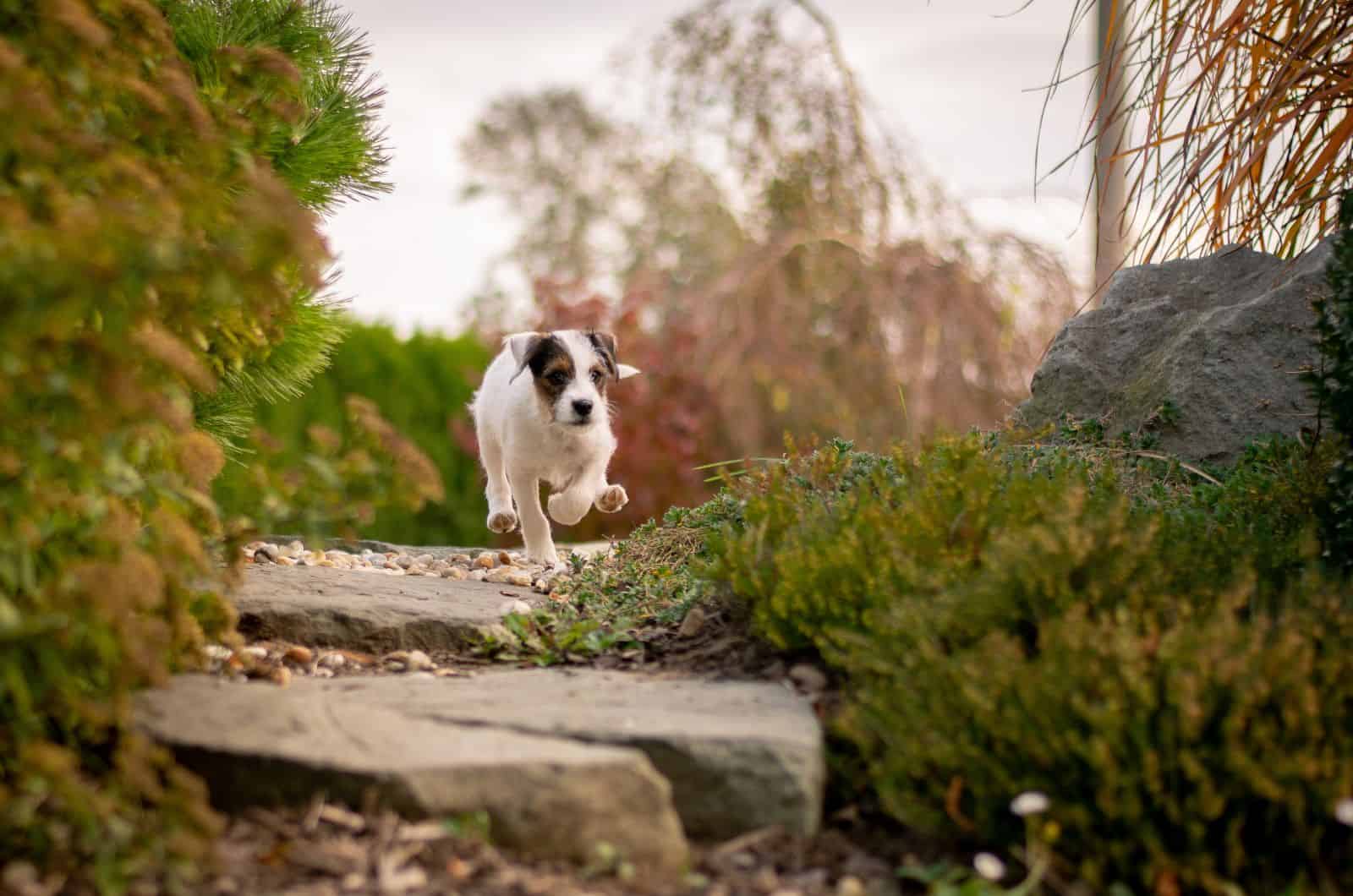 Parson Russell Terrier walking outside