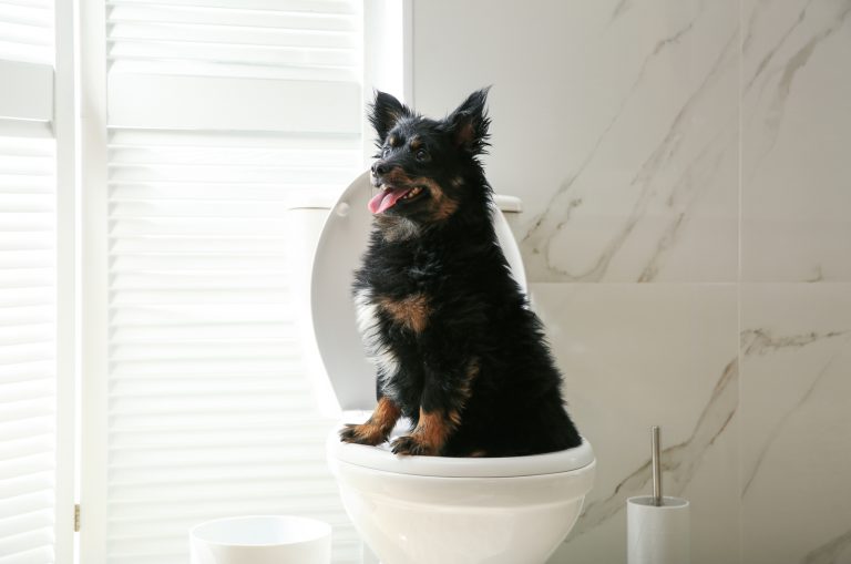 dog on a toilet