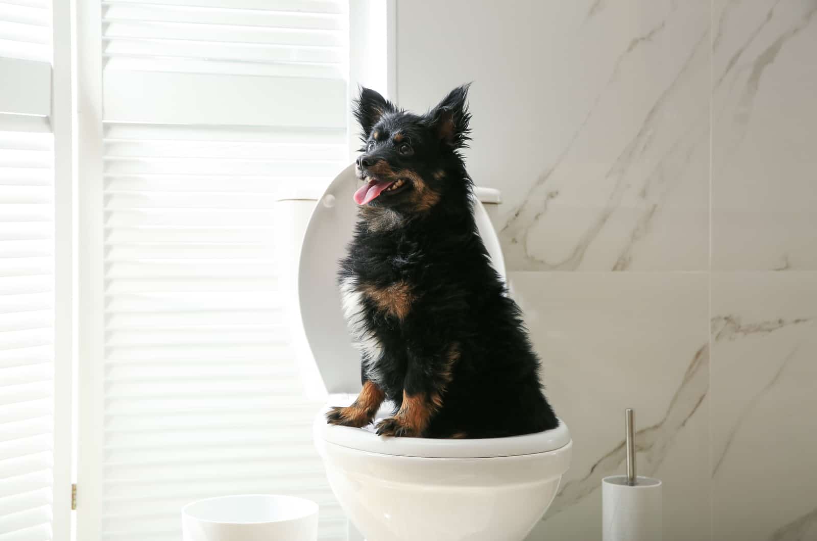 Parvo Poop Smell: A Crappy Way To Start The Day