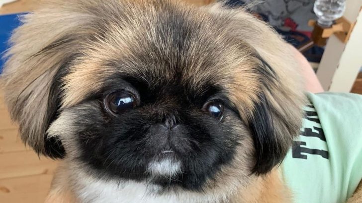 Pekingese Shih Tzu Mix: A Breed You Have To Explore