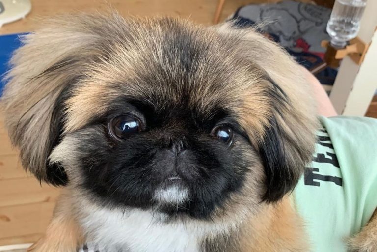 pekingsese shih tzu dog looking straight