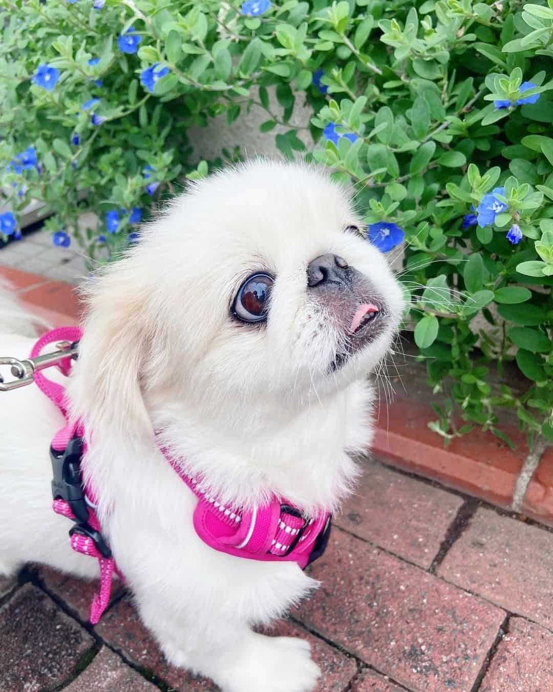 Pekingese Shih Tzu mix dog