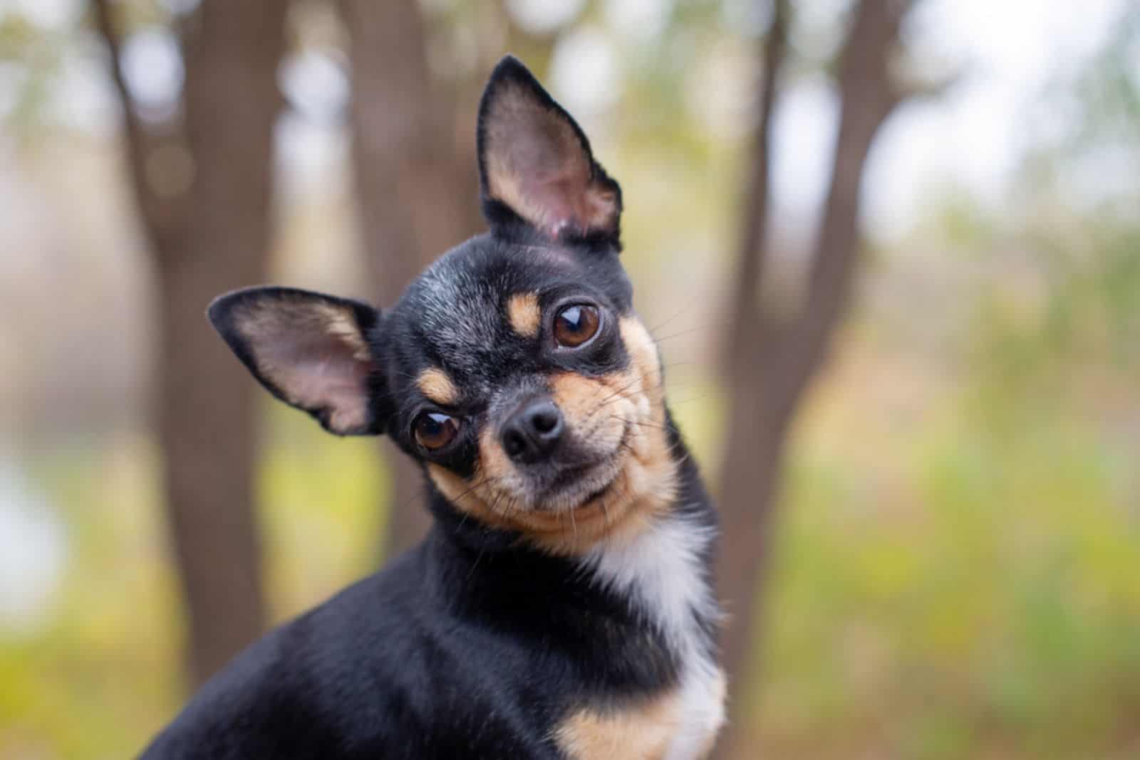 Pet dog Chihuahua walks on the street