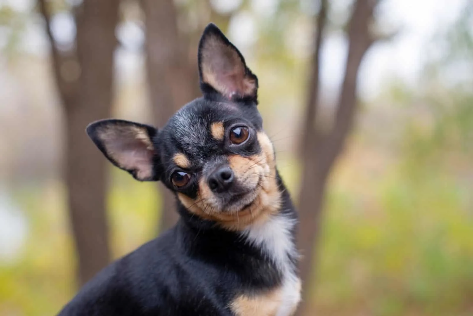 Pet dog Chihuahua walks on the street