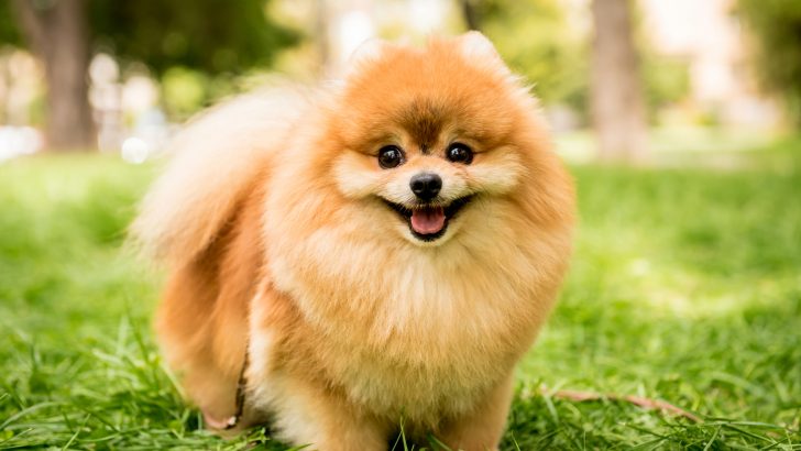 Pomeranian Cost: How Much Does It Cost To Have A Pom?