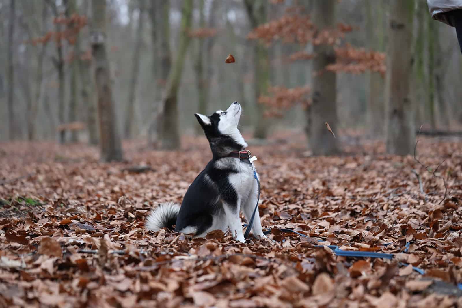 pomsky dog sitting in the forest