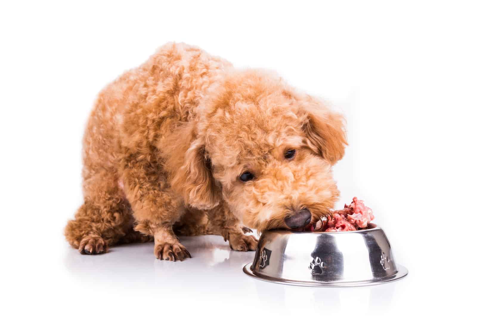 poodle dog enoying her nutritious and delicious meal