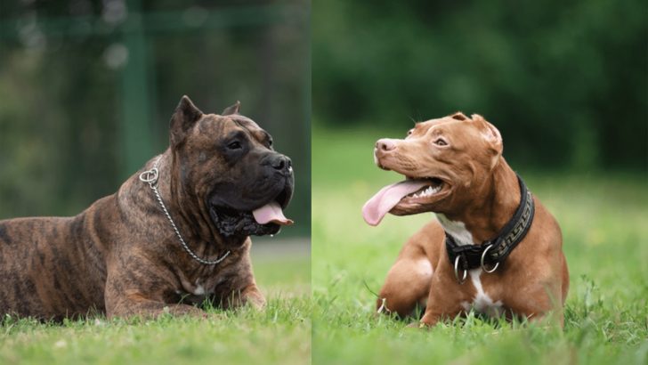Presa Canario Pitbull Mix – The Scariest Guard Dog?