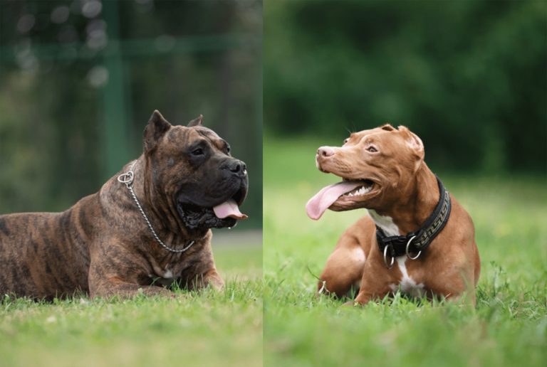presa canario pitbull mix
