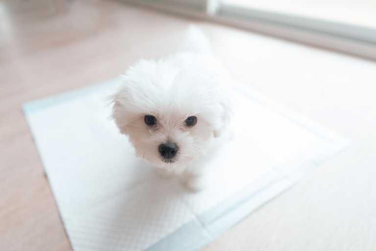 the dog is sitting on the diaper
