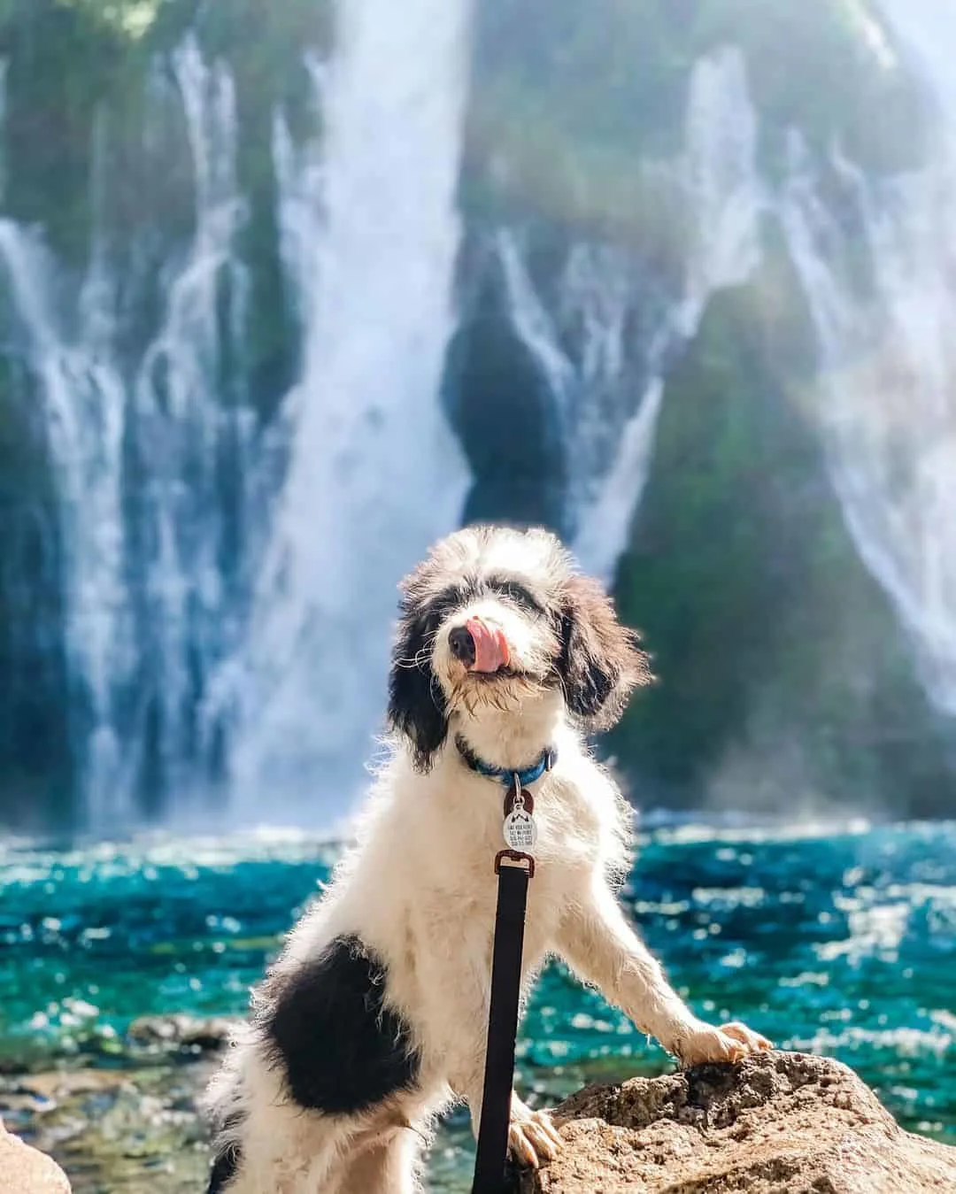 Pyredoodle standing by waterfall