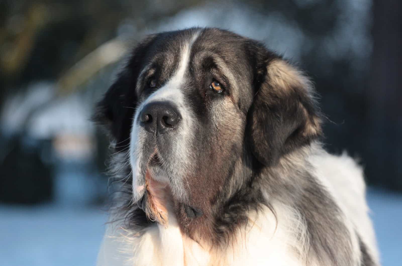 Pyrenean Mastiff