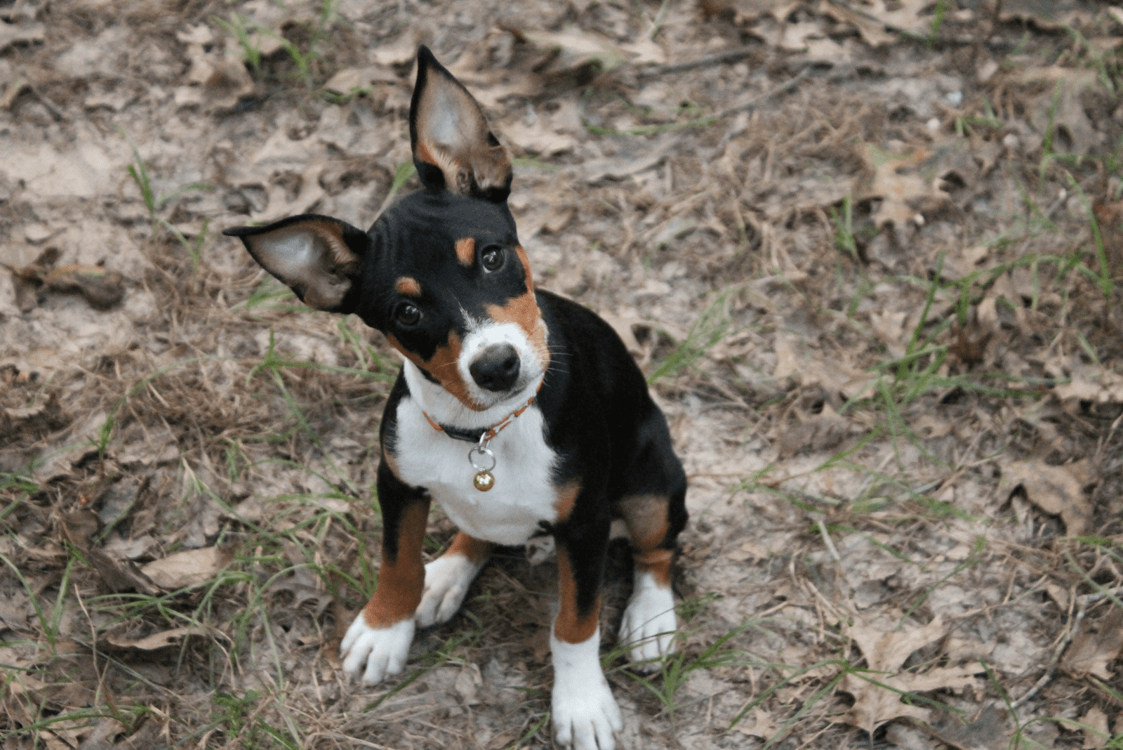 Rat Terrier is sitting and looking at the camera