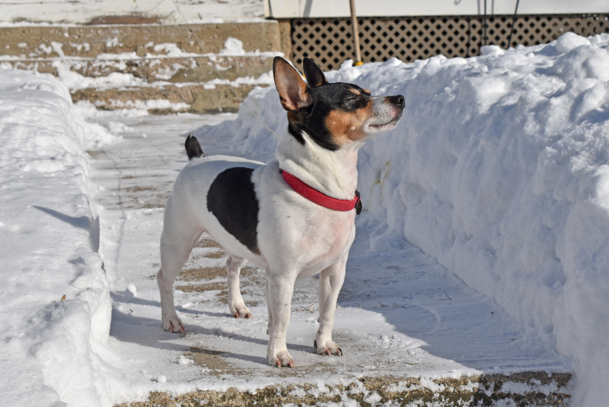 The 7 Best Rat Terrier Breeders In The U.S.