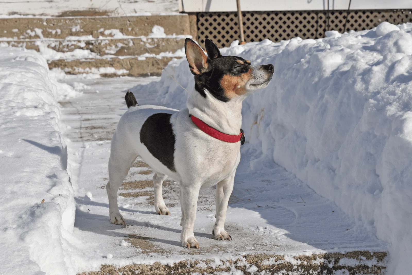 Rat Terrier is standing in the snow and enjoying the sun