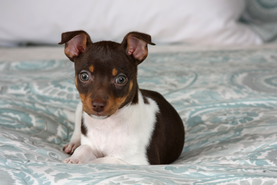 The 7 Best Rat Terrier Breeders In The U.S.
