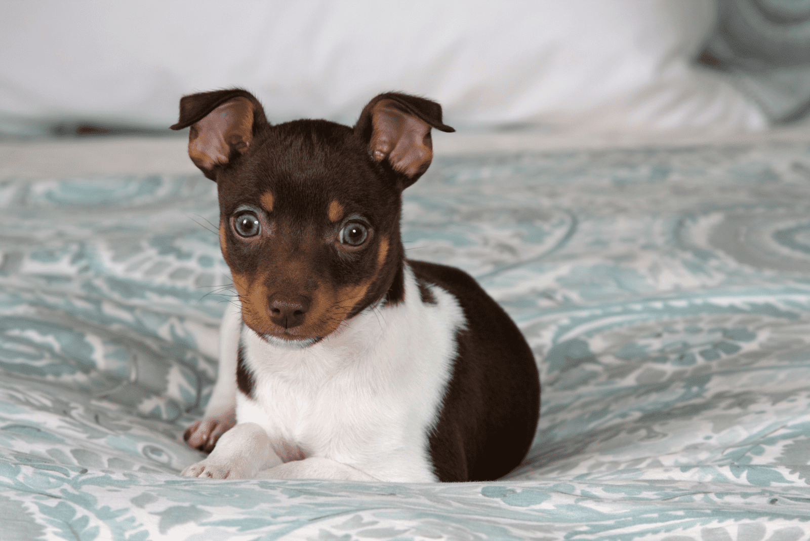 Rat Terrier lying on the bed