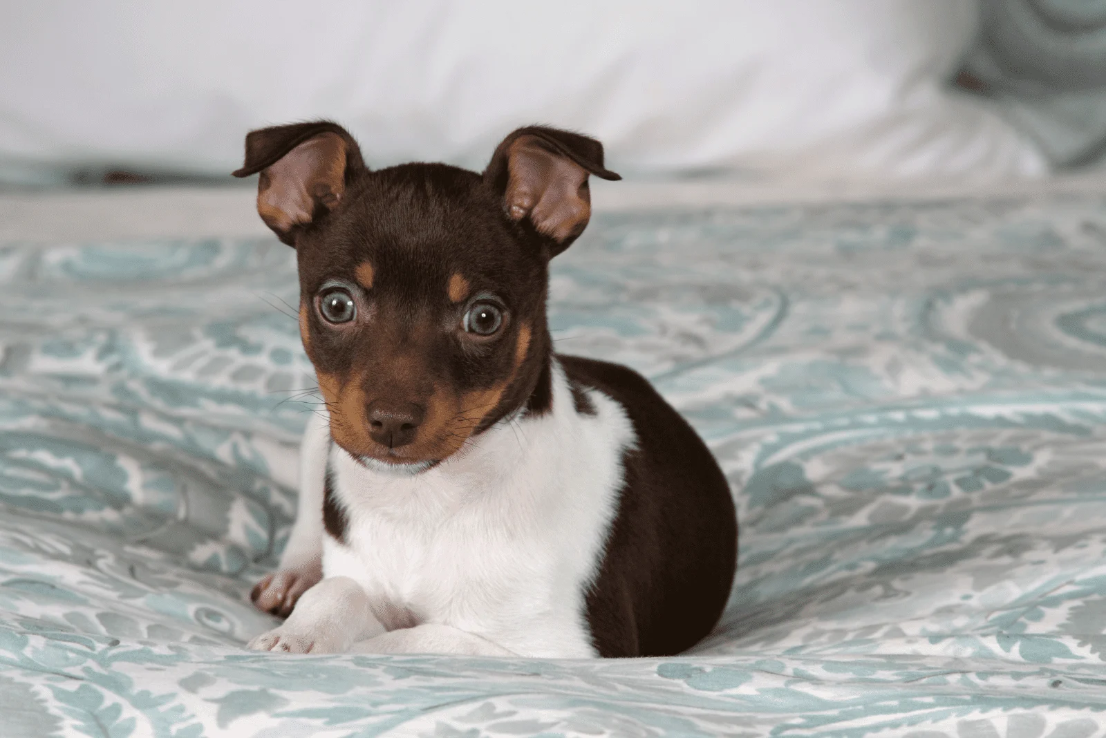 Rat Terrier lying on the bed