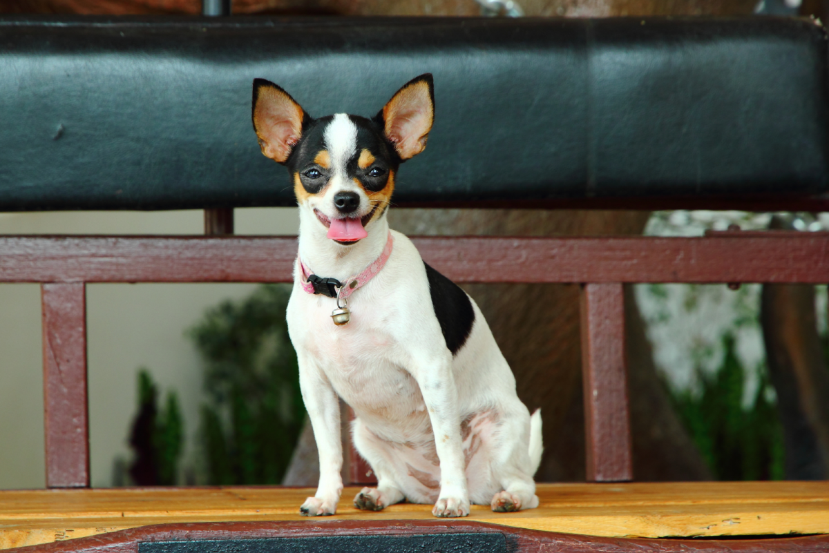 The 7 Best Rat Terrier Breeders In The U.S.