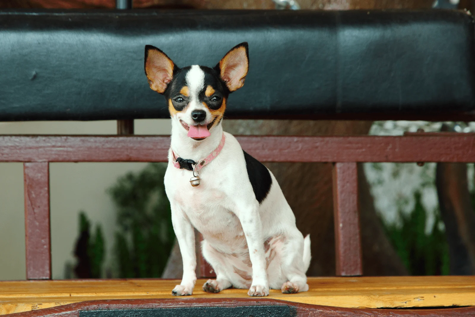 Rat Terrier sits on a wooden base and looks ahead