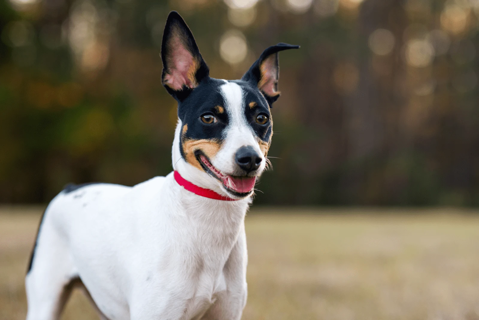 Rat Terrier stands and looks at the camera