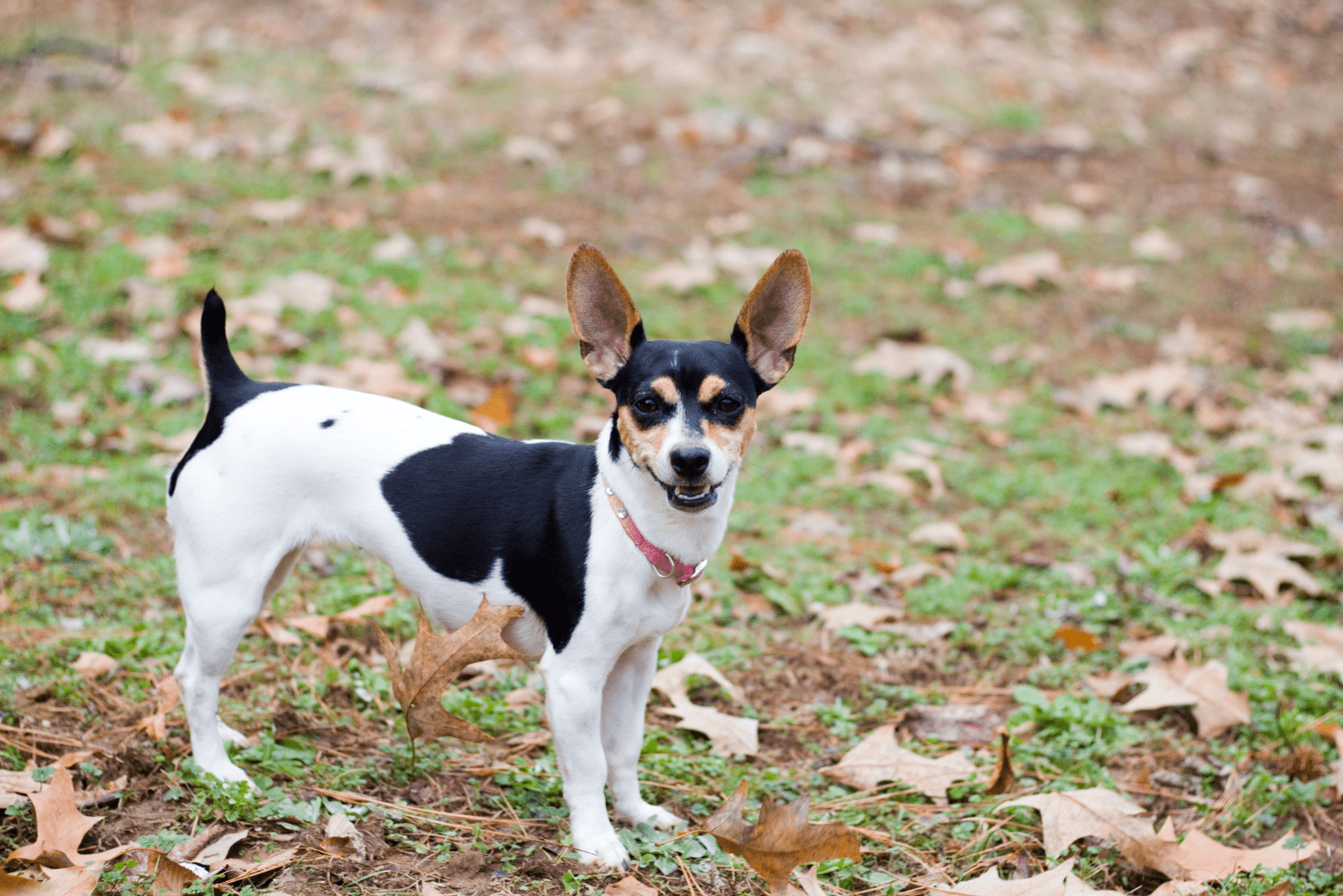 Rat Terrier stands in the autumn park
