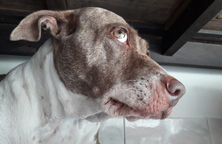 the dog looks away
