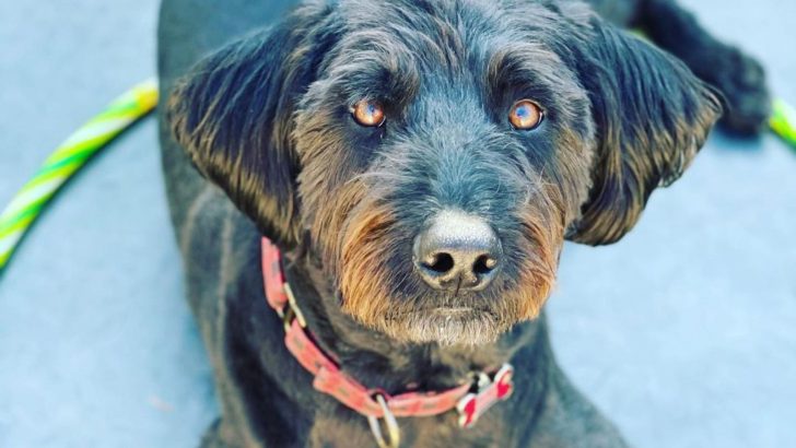 Reasons Why A Blue Heeler Poodle Mix Is For You