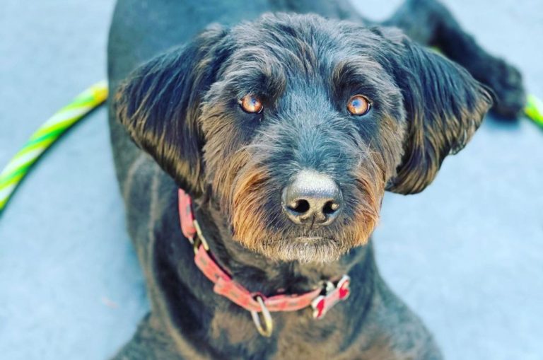 A Blue Heeler Poodle Mix