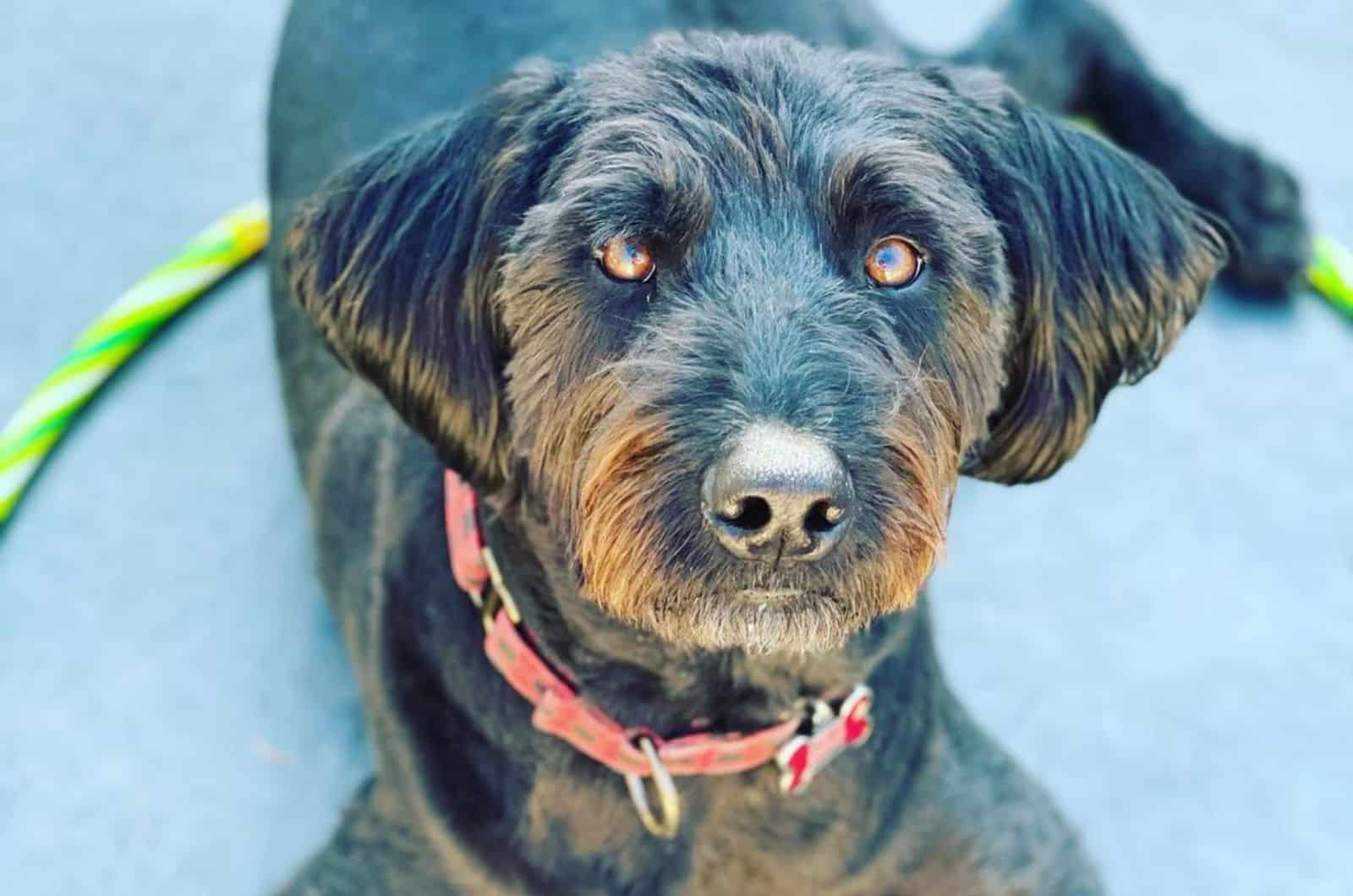 Blue Heeler Poodle Mix