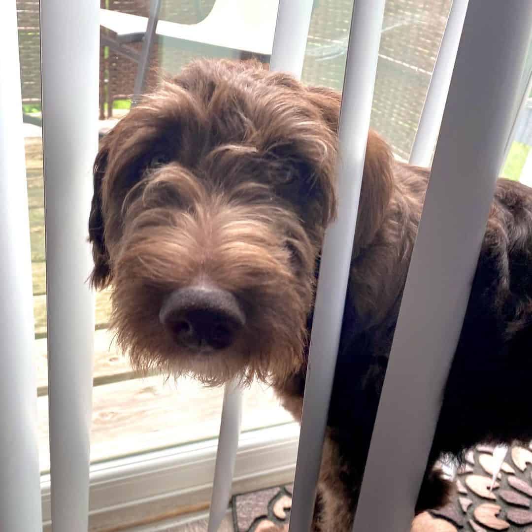 Red Bi-Color Aussiedoodle