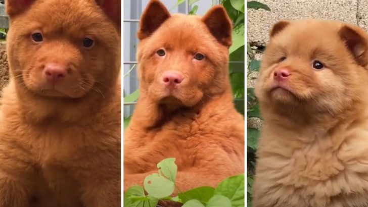 Red Cantonese Bear Dog: Does It Exist Or Is It A Hoax?