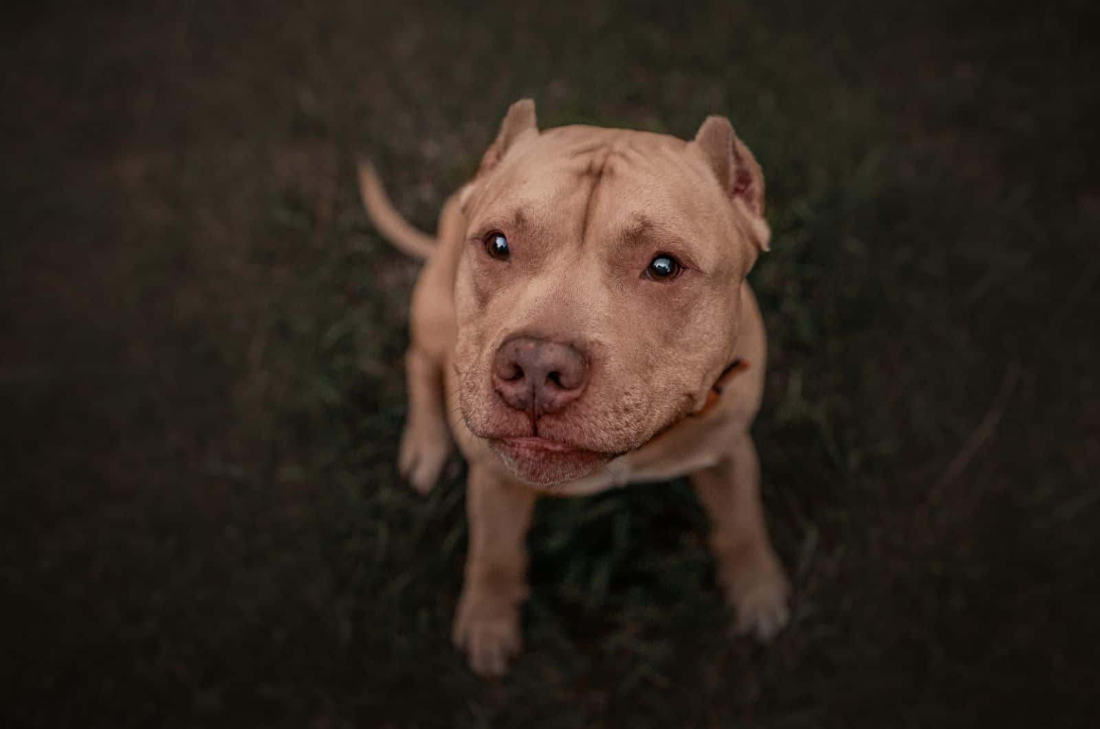 Red Nose Pitbull looking up