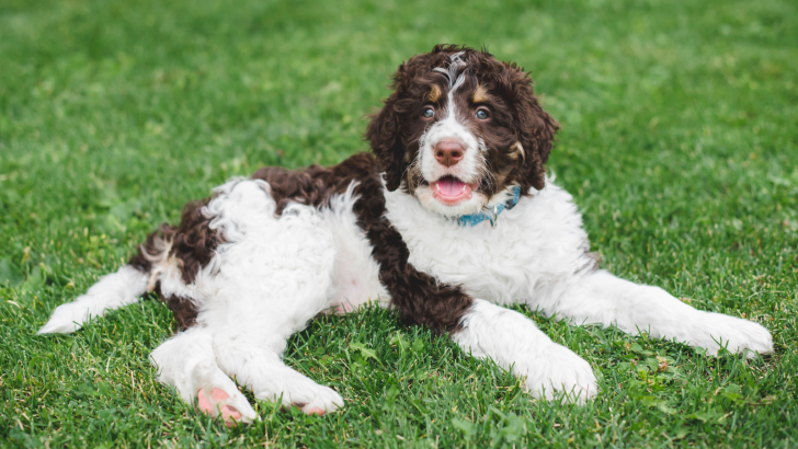 Top 7 Reputable Bernedoodle Breeders In Florida