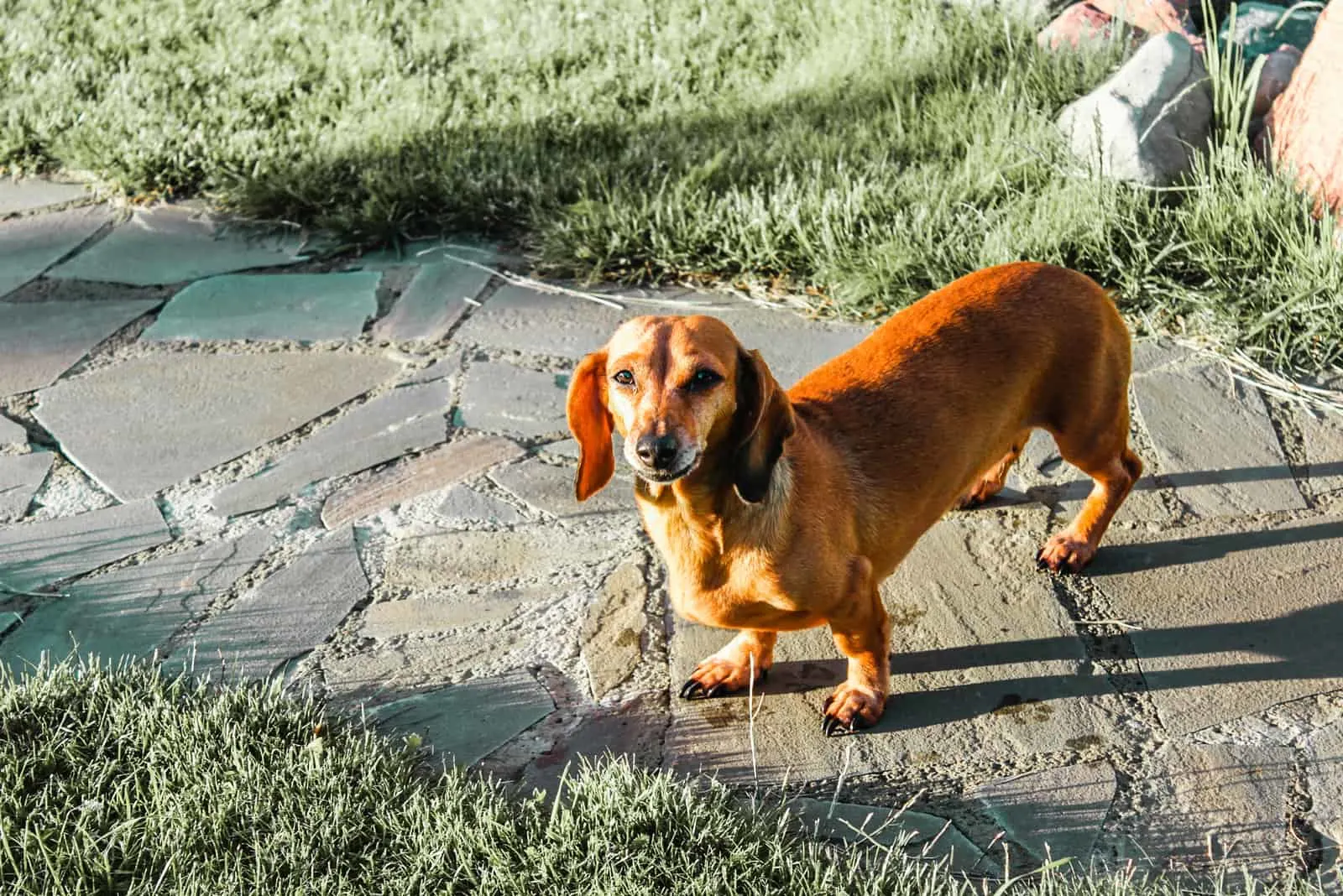 Rhodesian Dachshund standing outside looking up