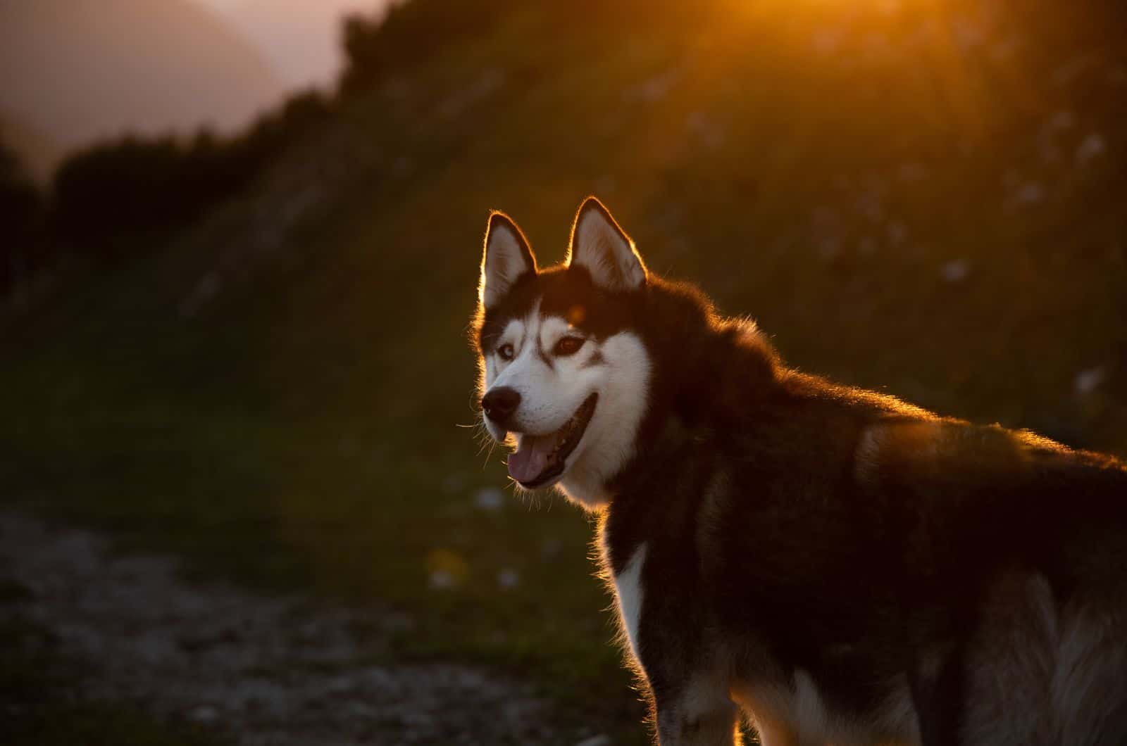 Sakhalin Husky